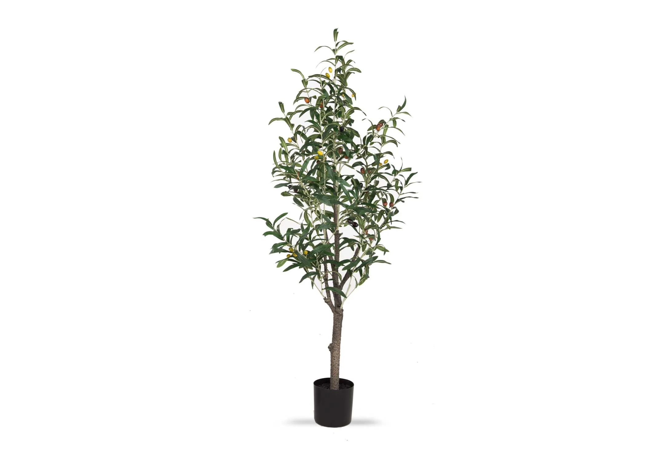 A dimension image of the Olive Tree in Pot with 40cm x 150cm