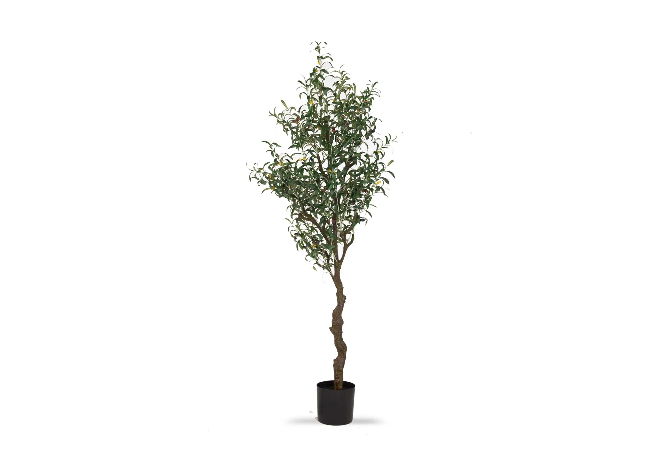 A 190cm Olive tree in black pot from EZ Living's Olive collection. Front view