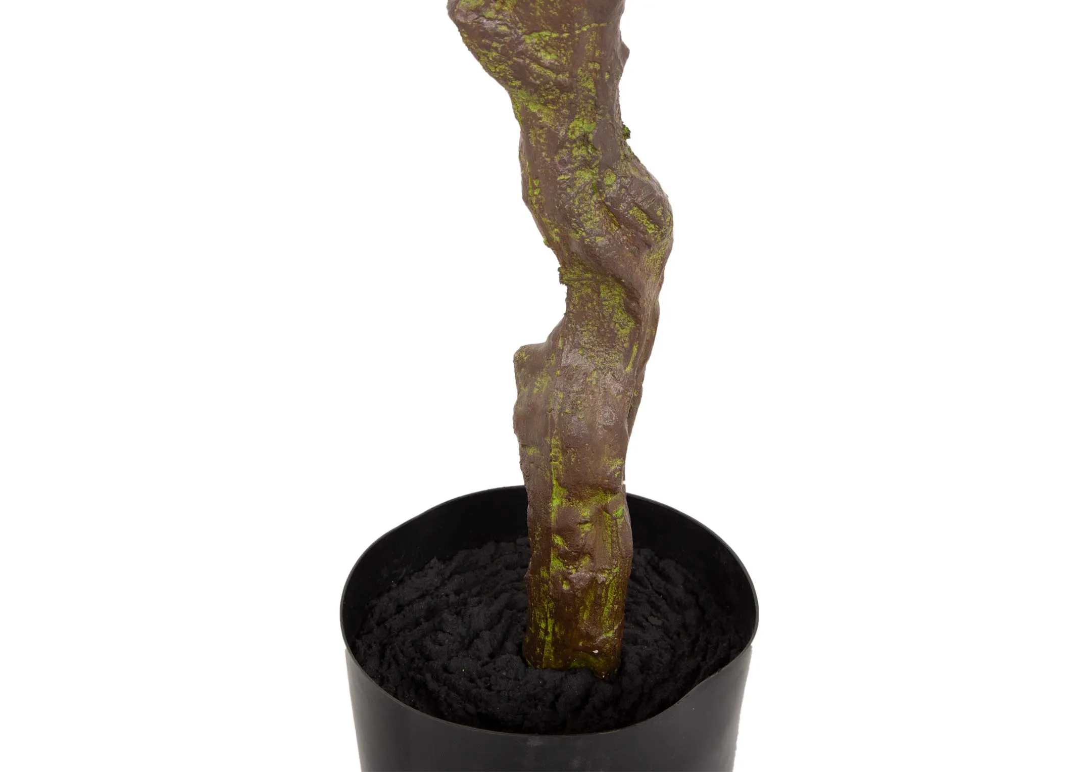 A dimension image of the Olive Tree with 25cm x 190cm