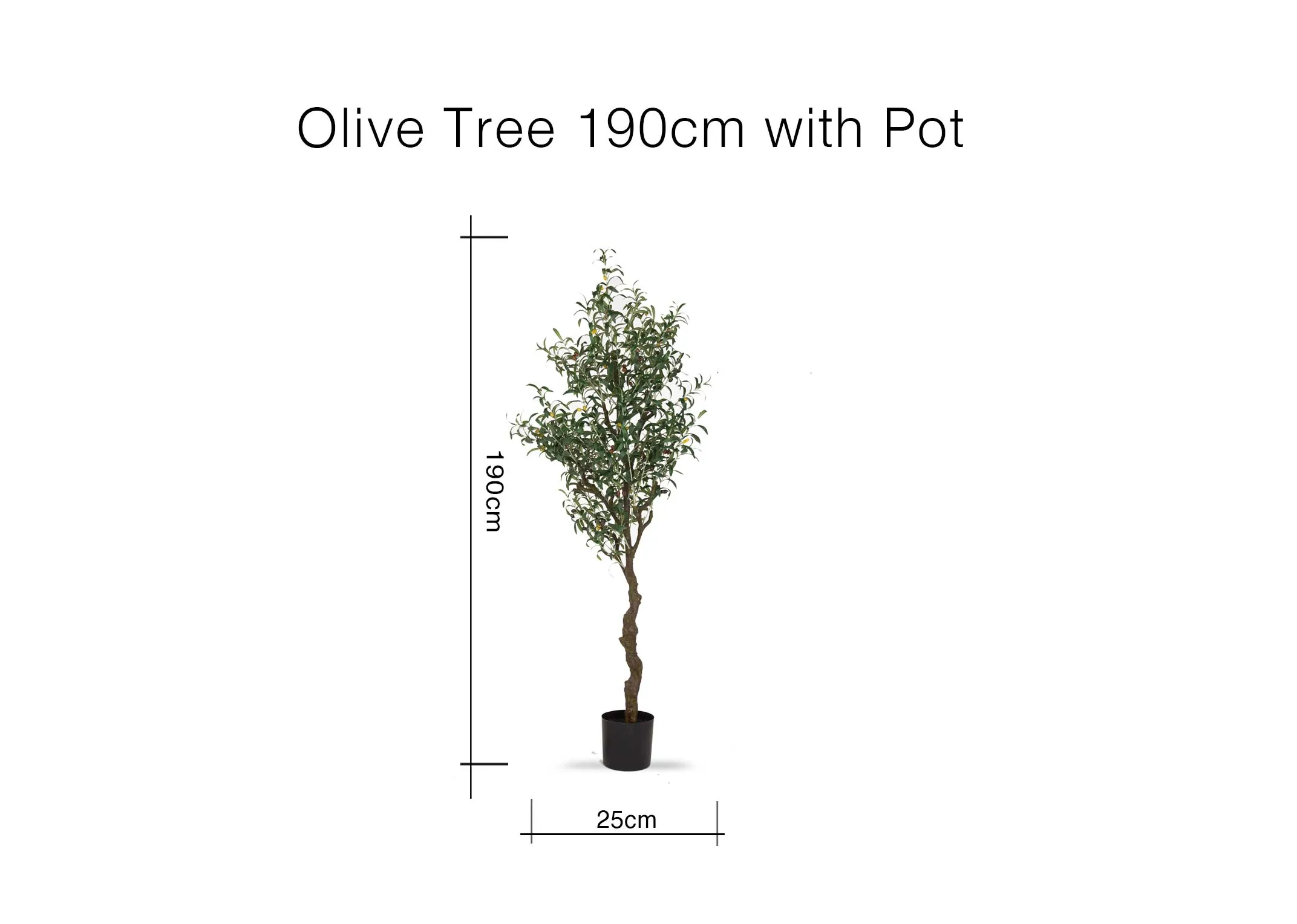 A dimension image of the Olive Tree with 25cm x 190cm