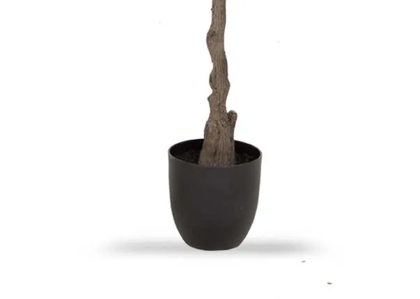 A closeup image of the thick bark of the Olive tree and the supportive black pot.