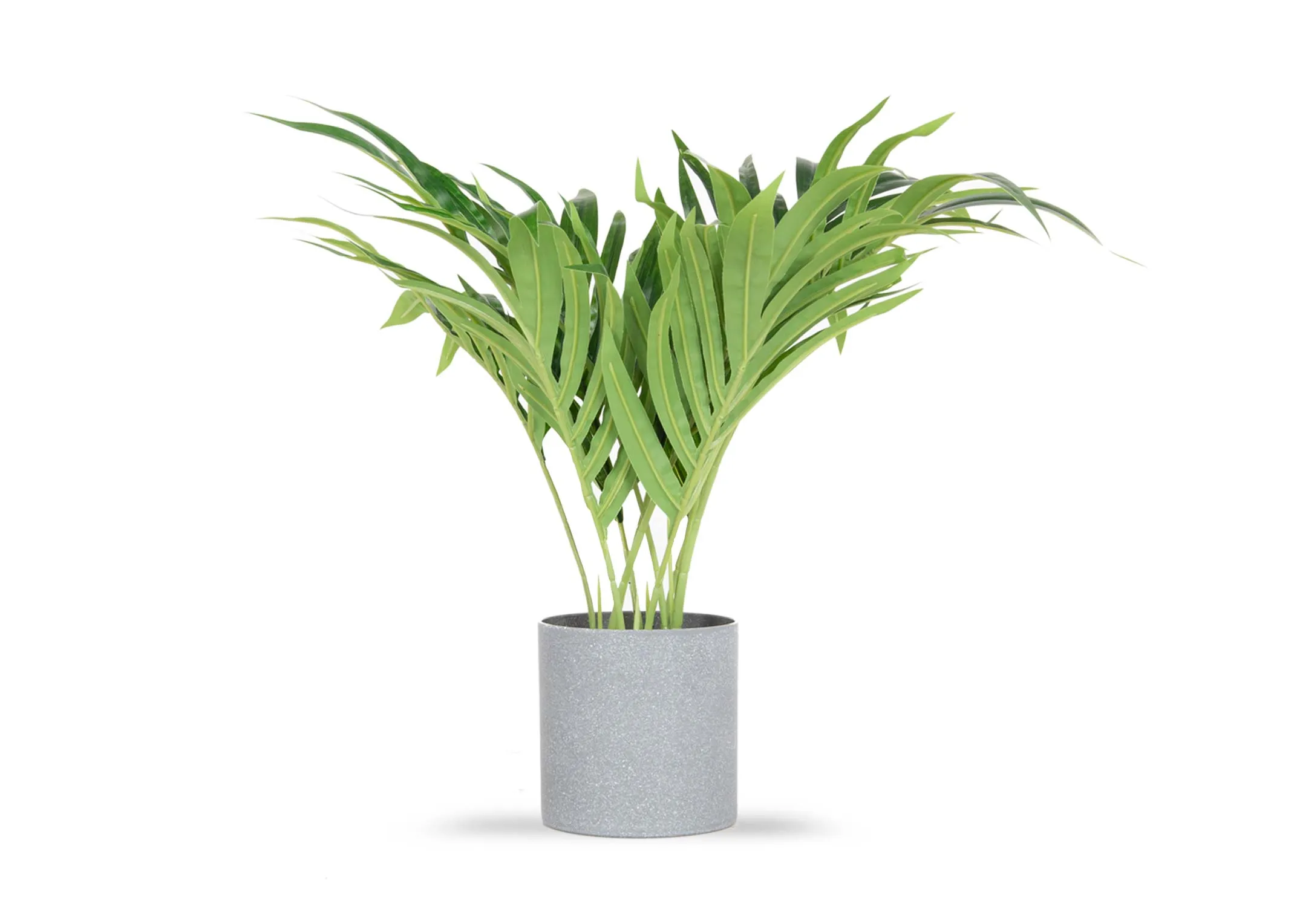 A leafy green mini palm tree in a grey pot from EZ Living's Olive collection. Front view of full stems.