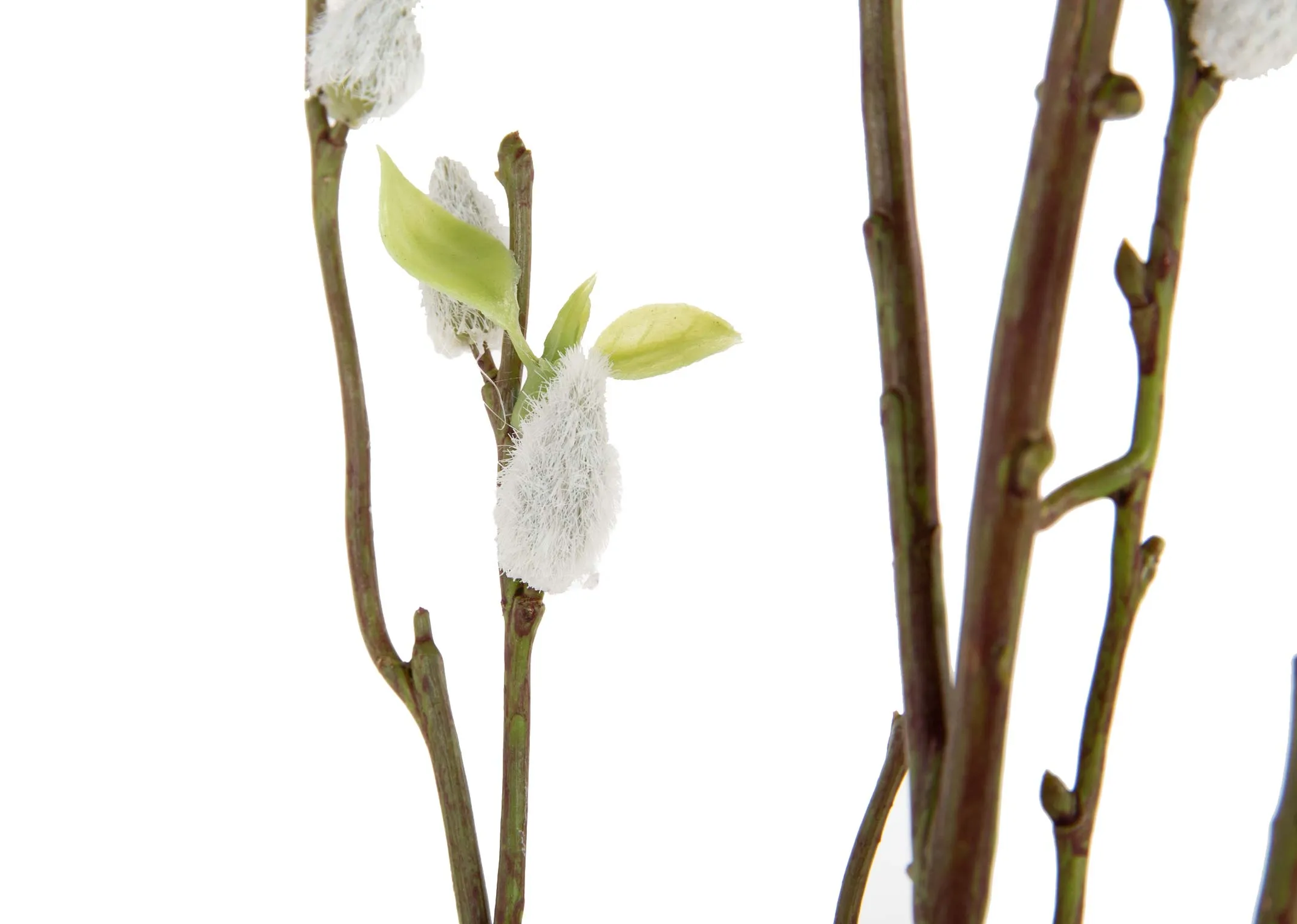A dimension image of the White Willow Bud Stem with 135cm