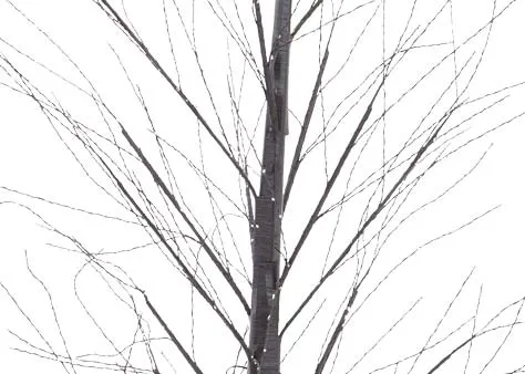 A dimension iamge of the Comet Outdoor Christmas tree with 80cm x 150cm
