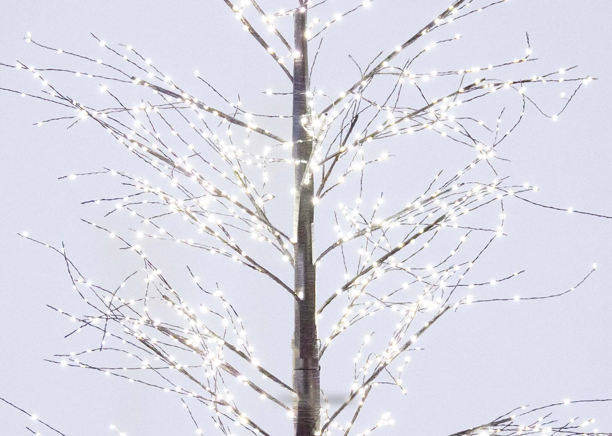 A black LED micro dot tree from EZ Livings Outdoor Tree range.Closeup of lights on tree