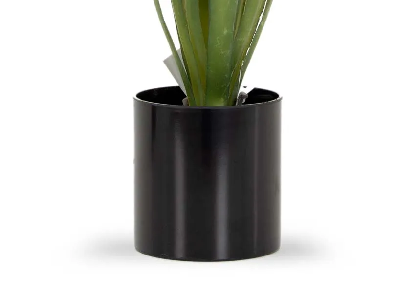 A dimension image of the Sisal Plant with 40cm
