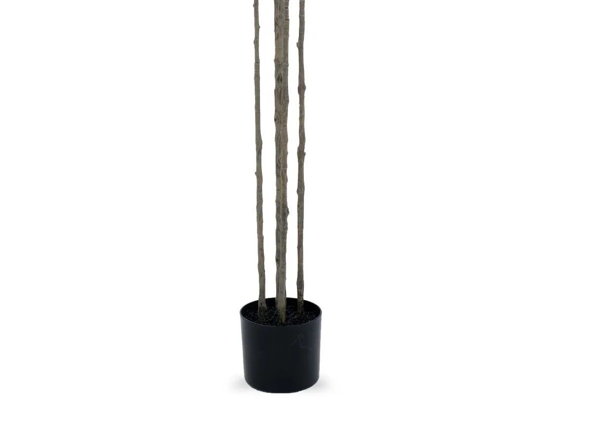 A dimension image of the Rose tree with 210cm