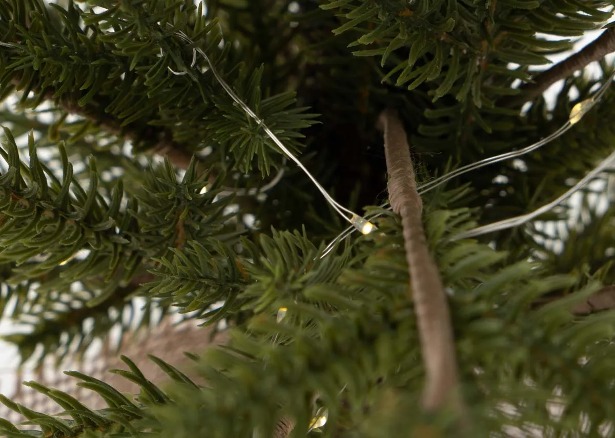 A dimension image of the Yule Tree in pot with 70cm x 120cm