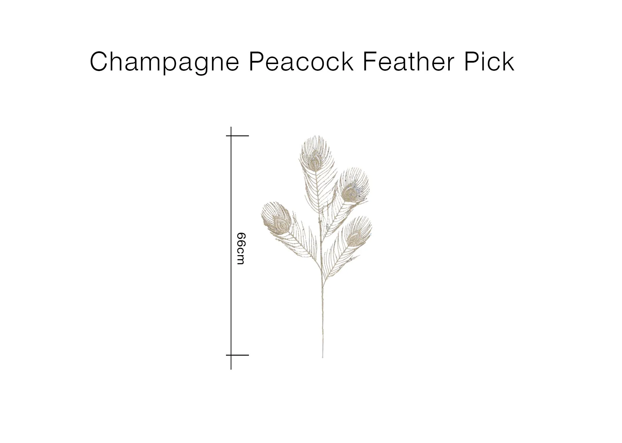 A dimension image of the Champagne Peacock with 68cm