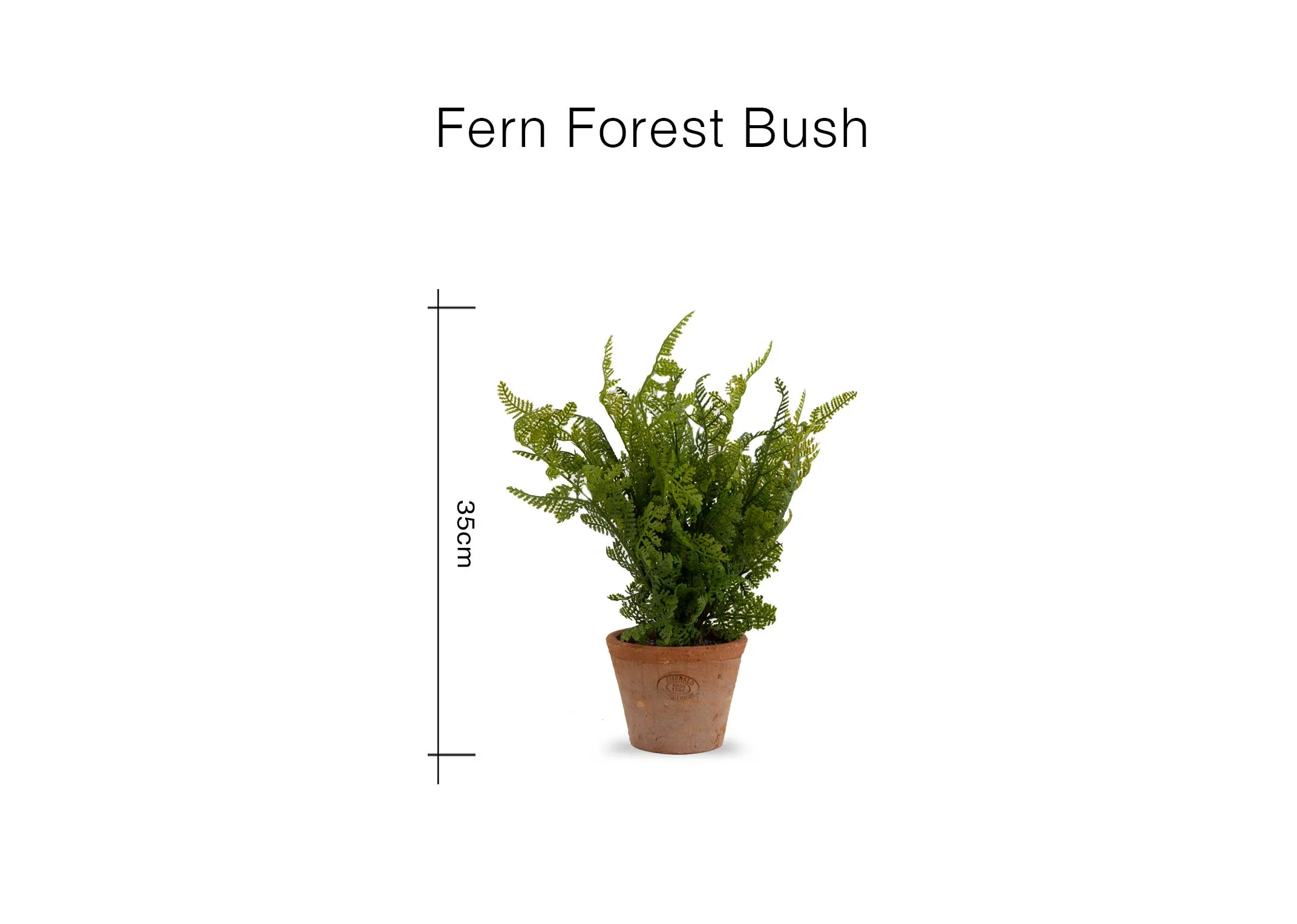 A dimension image of the Fern forest bush with 35cm
