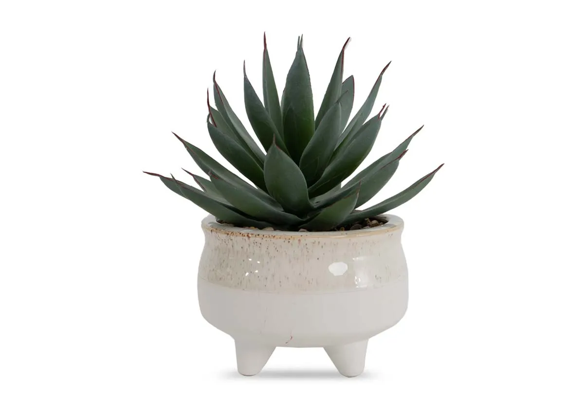 A dimension image of the Echeveria plant with 20cm x 20cm