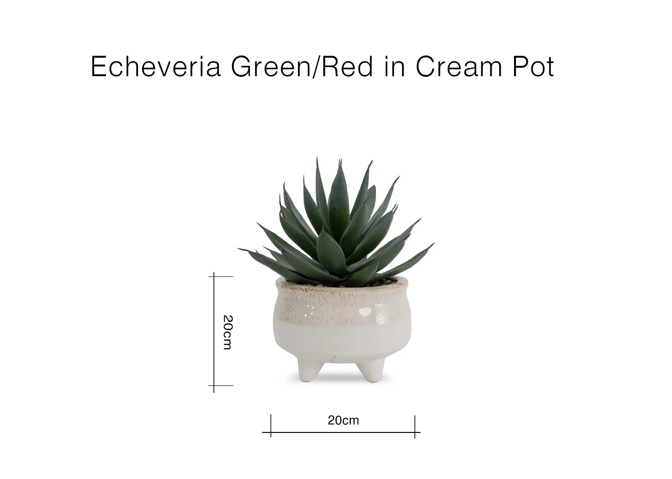 A dimension image of the Echeveria plant with 20cm x 20cm