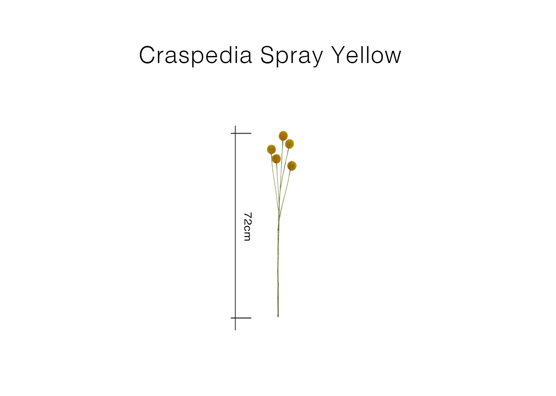 A dimension image of the Craspedia stem with 72cm