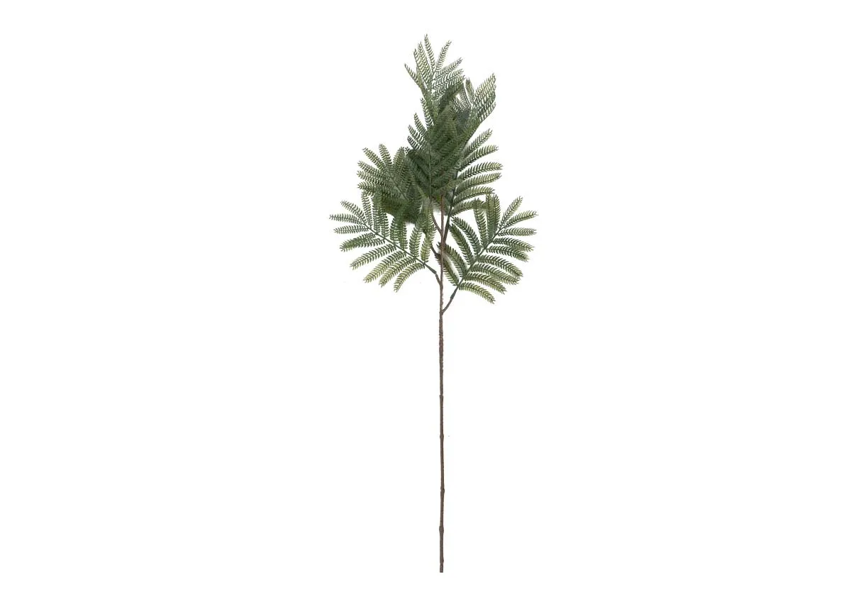 Green Leaves Stem - Mimosa