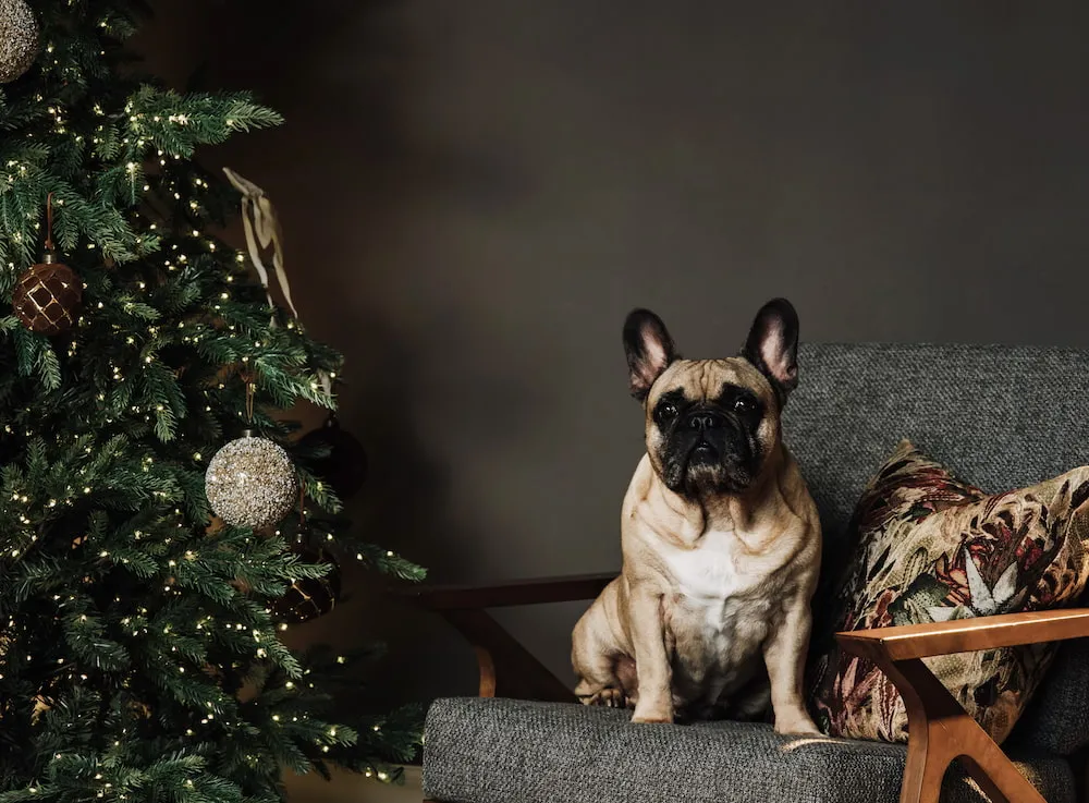 Christmas Decorating: How To Keep Your Children & Pets Safe During The Holiday Season 