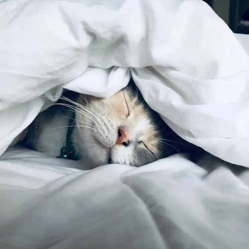 Cat asleep inside duvet.
