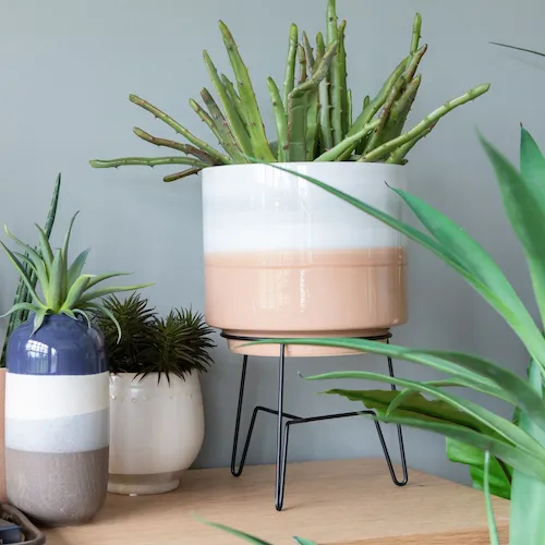 A selection of plants and plant pots