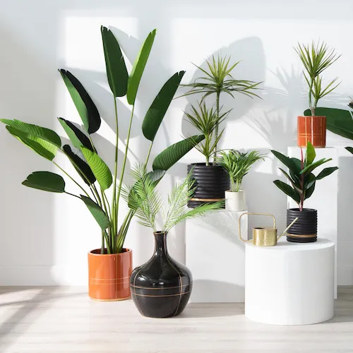 A selection of plants and pot plants from EZ Living Furniture.