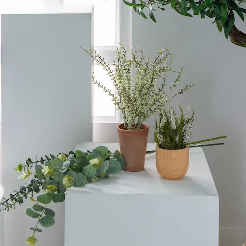 A selection of plants.