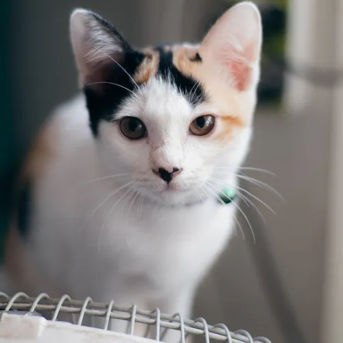 Cat stood in front of fan.