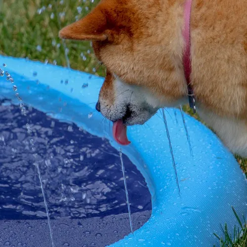 Dog drinking from swimming pool