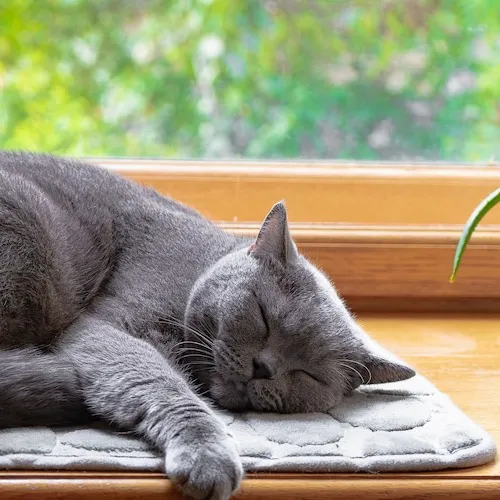 Grey cat lying on mat