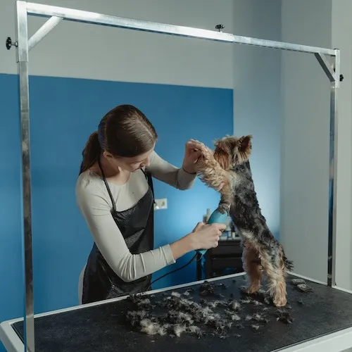 Dog getting groomed