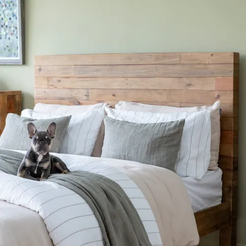 Dog sitting on San Francisco reclaimed pine bed frame from EZ Living Furniture.