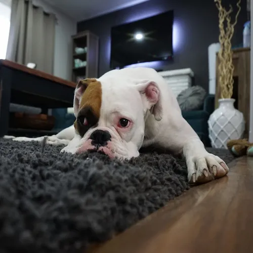 Dog lying on rug.